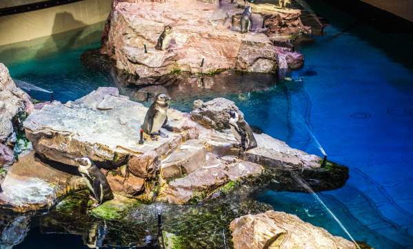 New England Aquarium Penguins
