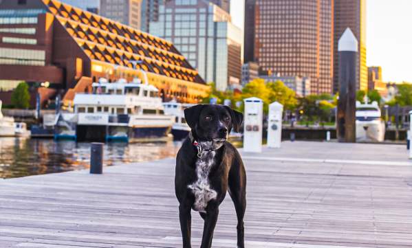 Dog standing on boardwalk with Boston skyline in background