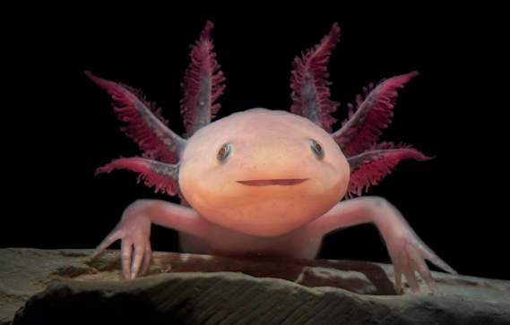 Science Spotlights: Amazing Axolotls!