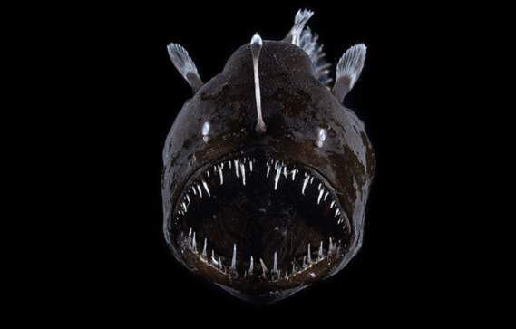 Sea Monsters: Wonders of Nature and Imagination