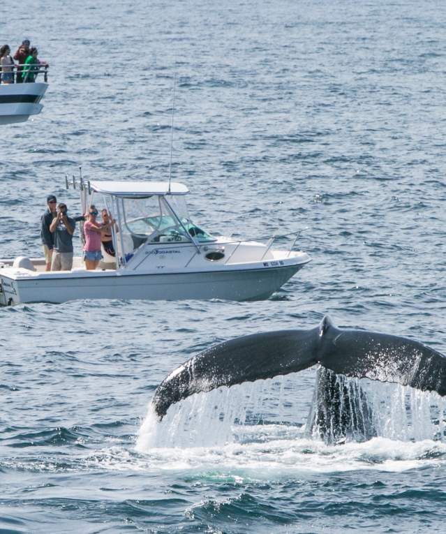 Whale Watching Near Boston